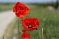 Close up of the red wild poppy flowers in the green wheat field. Poppy stamens and pistil. Royalty Free Stock Photo