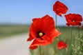 Close up of the red wild poppy flowers in the green wheat field. Poppy stamens and pistil. Royalty Free Stock Photo