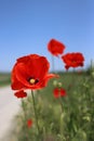 Close up of the red wild poppy flowers in the green wheat field. Poppy stamens and pistil. Royalty Free Stock Photo