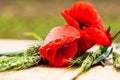 Close up of red wild poppy flowers, wheat ears in the sunlight with selective focus on blurred background Royalty Free Stock Photo