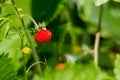 red wild strawberry in the green grass with space for text Royalty Free Stock Photo