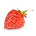 Wild Strawberry Isolated on White Background Royalty Free Stock Photo