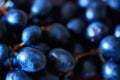 Close-up red wine grapes background Royalty Free Stock Photo