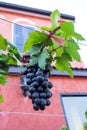 Close up of red wine grapes Royalty Free Stock Photo