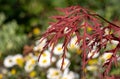 Close up of the red wispy leaves of a Japanese Maple Acer Palmatum tree, with a cluster of Mexican daisies out of focus behind.