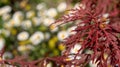 Close up of the red wispy leaves of a Japanese Maple Acer Palmatum tree, with a cluster of Mexican daisies out of focus behind.