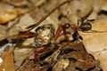 Close-up of the red wood ant Royalty Free Stock Photo