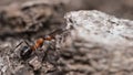 Close-up of red wood ant worker profile on tree bark. Formica rufa