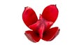 Red wooden flower on white background