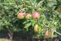 Red and yellow ripe apples on apple tree branch in late summer Royalty Free Stock Photo