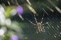 Close-up of the underside of a joro spider in her web.