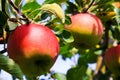 Close up of red and yellow bright shining ripe apples hanging on tree with green leaves Royalty Free Stock Photo