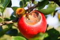 Close up of red and yellow bright shining ripe apples hanging on tree with green leaves Royalty Free Stock Photo