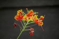 Close up red and yellow Caesalpinia flowers Royalty Free Stock Photo