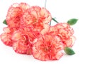 Close up of carnations on white background.