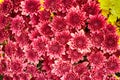 Close up of Red and yellow Chrysanthemum daisy flower. Royalty Free Stock Photo