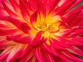 Macro of red and yellow dahlia flower Royalty Free Stock Photo