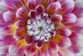 A close-up of red and yellow dahlia flower with white edges Royalty Free Stock Photo