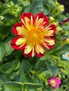 Close up of red and yellow dahlia flowers blooming Royalty Free Stock Photo