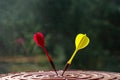 Close-up of red and yellow darts in the center of the target. Success and goal achievement concept. Selective focus Royalty Free Stock Photo