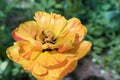 Close up red yellow double tulip flower in the garden, background. Royalty Free Stock Photo