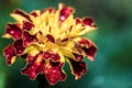 Close up on red and yellow flower with dew drops Royalty Free Stock Photo