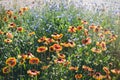 Close up of a red and yellow flower echinacea and bluettes.