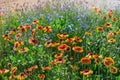 Close up of a red and yellow flower echinacea and bluettes. Royalty Free Stock Photo