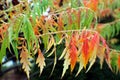 Close Up of Red, Yellow and Green Leaves on a Staghorn Sumac Tree in Autumn