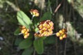 Close-up of red and yellow multicolored primroses with rounded green leaves. Beautiful small flowers blooming in the sunlight on a