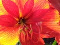 Red yellow orange star burst flower Royalty Free Stock Photo