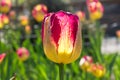Close up of red yellow parrot single beautiful tulip Royalty Free Stock Photo
