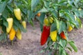 Close up red and yellow peppers growing on a bush in the garden. Royalty Free Stock Photo