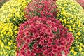 Red and yellow mums,flowers Royalty Free Stock Photo