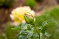 Close up of a red yellow rose bud on a summer day Royalty Free Stock Photo