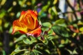 Close up red and yellow rose and green leaves Royalty Free Stock Photo