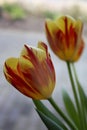 Close-up of red and yellow tulip