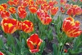 Close-up on red and yellow striped tulip flowerbed