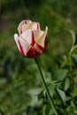 Close-up of red-yellow tulip flower in the spring time garden Royalty Free Stock Photo