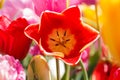 Close up Red Yellow Tulip Spring Flower Royalty Free Stock Photo