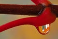 Close up of a red and yellow water drop on autumn leaf.