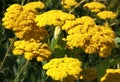 Close-up of a yellow yarrow flower Royalty Free Stock Photo