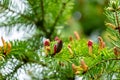 Close-up of red young pine cones on branches of Picea omorika on green bokeh background Royalty Free Stock Photo