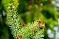 Close-up of red young pine cones on branches of Picea omorika on green bokeh background. Sunny day in spring garden