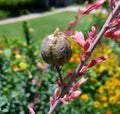 close up of Red Yucca seed pod