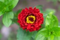 Close up of red zinnia flower. Natural flower background, wallpaper. Selective focus. Horizontal photo Royalty Free Stock Photo