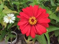 Close up of zinnia flowers that are growing and blooming in the garden