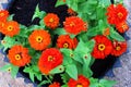 Red zinnia violacea flowers with green leaves blooming in pot on ground top view background Royalty Free Stock Photo