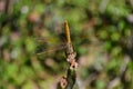 Redbrown dragonfly