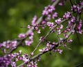 Redbud Tree Blooming in Spring Royalty Free Stock Photo